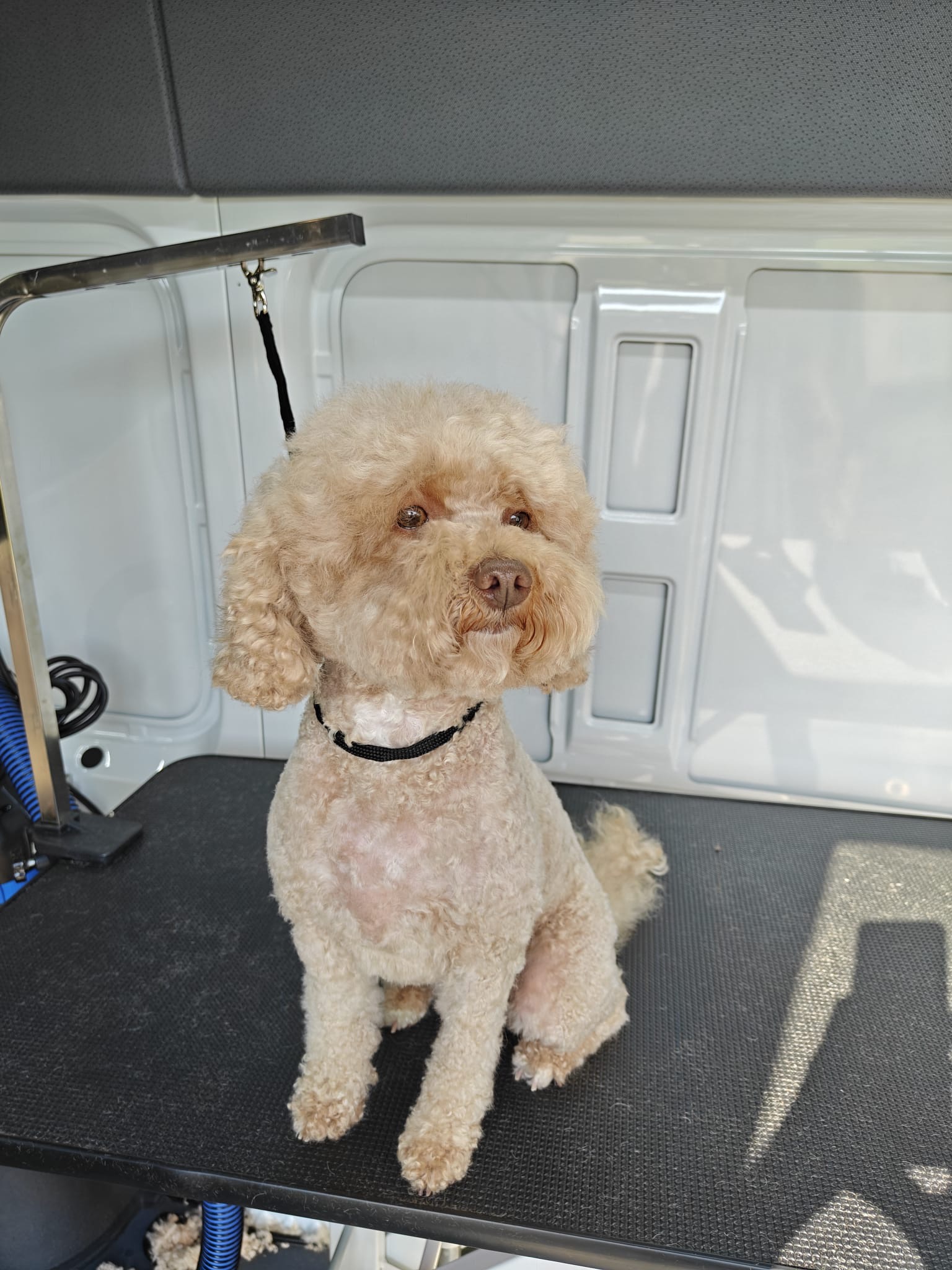 Apricot Poodle grooming at Sander Grooming Longueuil