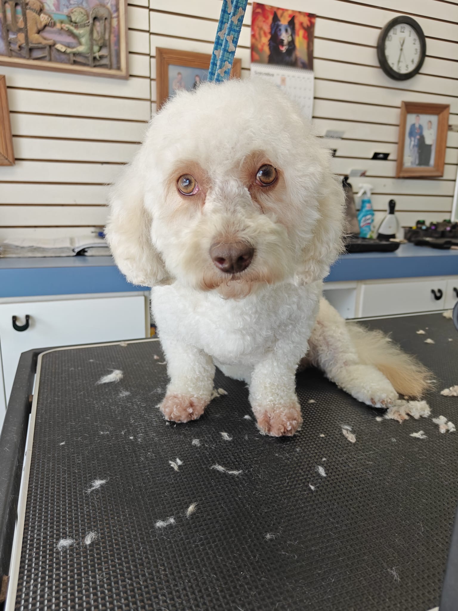 White Poodle grooming at Sander Grooming Longueuil